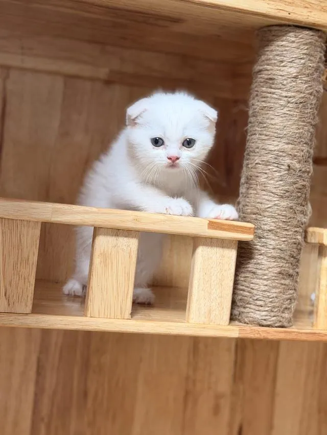 Scottish Fold kitten