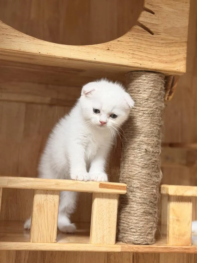 Scottish Fold kitten