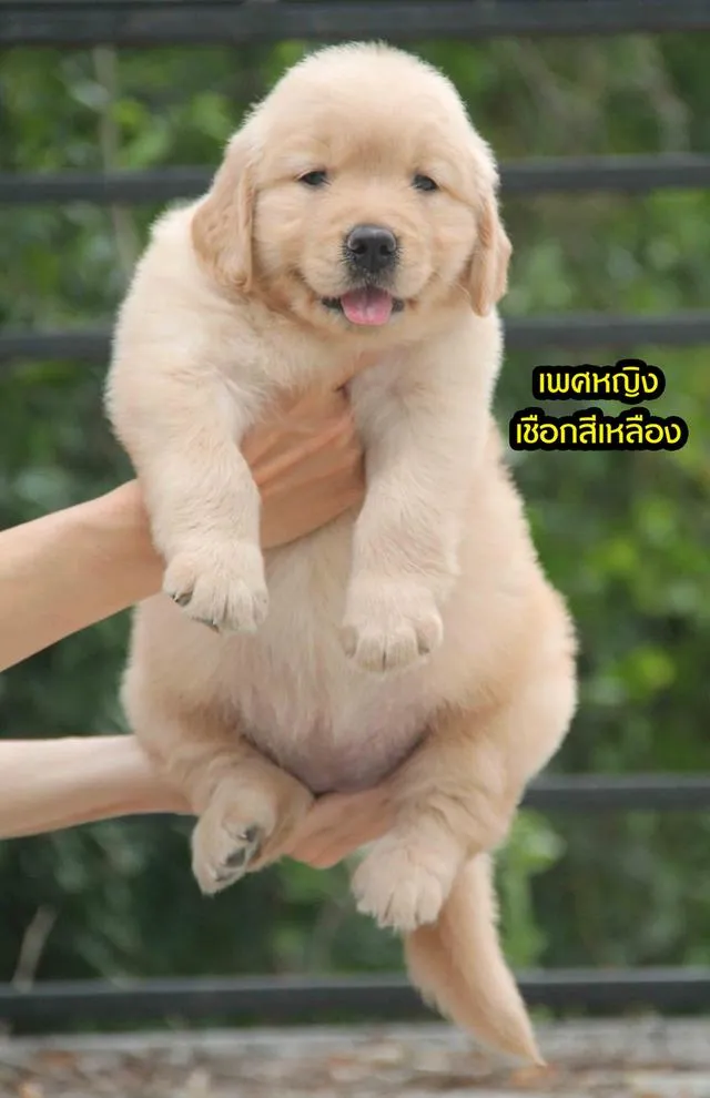 โกลเด้นรีทริฟเวอร์เเท้ เพศเมีย