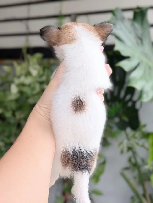 ชิวาวาแท้ ขนสองชั้น เมีย พร้อมย้ายบ้าน