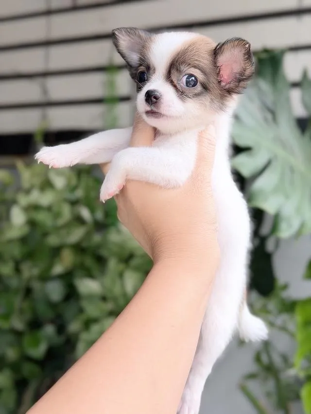 ชิวาวาแท้ ขนสองชั้น เมีย พร้อมย้ายบ้าน