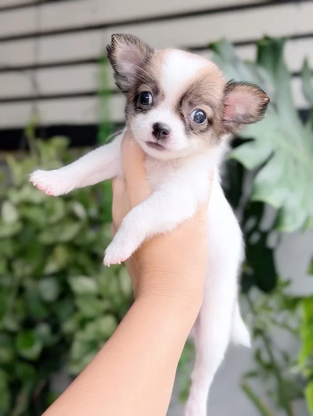 ชิวาวาแท้ ขนสองชั้น เมีย พร้อมย้ายบ้าน