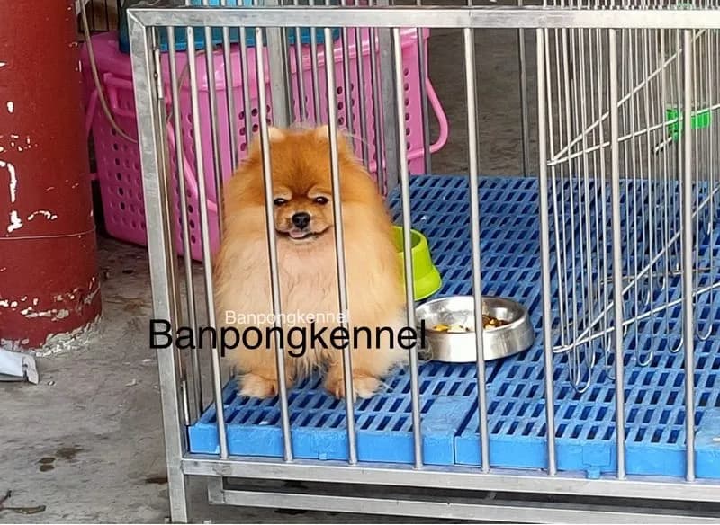 พ่อพันธุ์ชิวาวา ปอมเมอเรเนียนรับผสม
