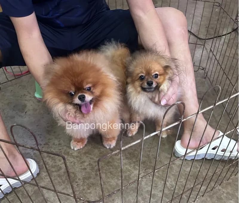 พ่อพันธุ์ชิวาวา ปอมเมอเรเนียนรับผสม