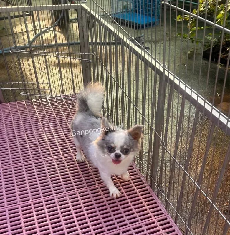 พ่อพันธุ์ชิวาวา ปอมเมอเรเนียนรับผสม