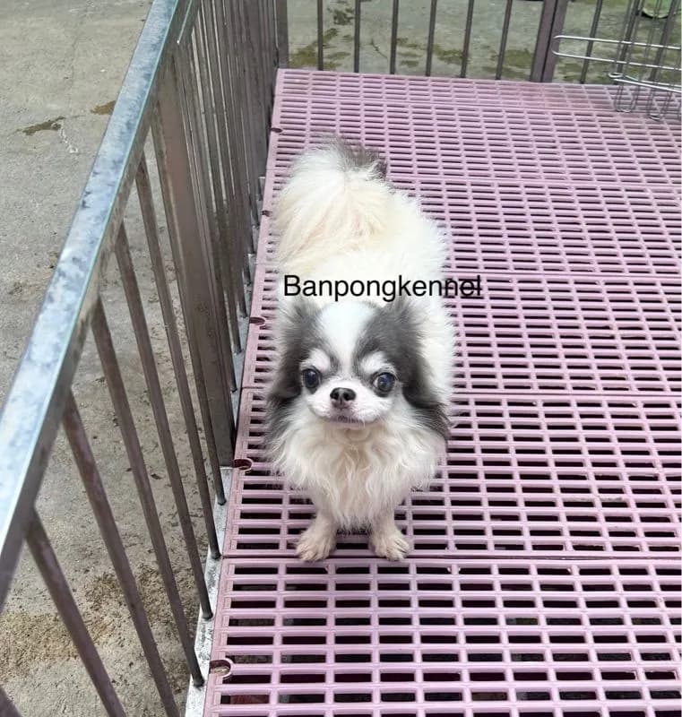 พ่อพันธุ์ชิวาวา ปอมเมอเรเนียนรับผสม