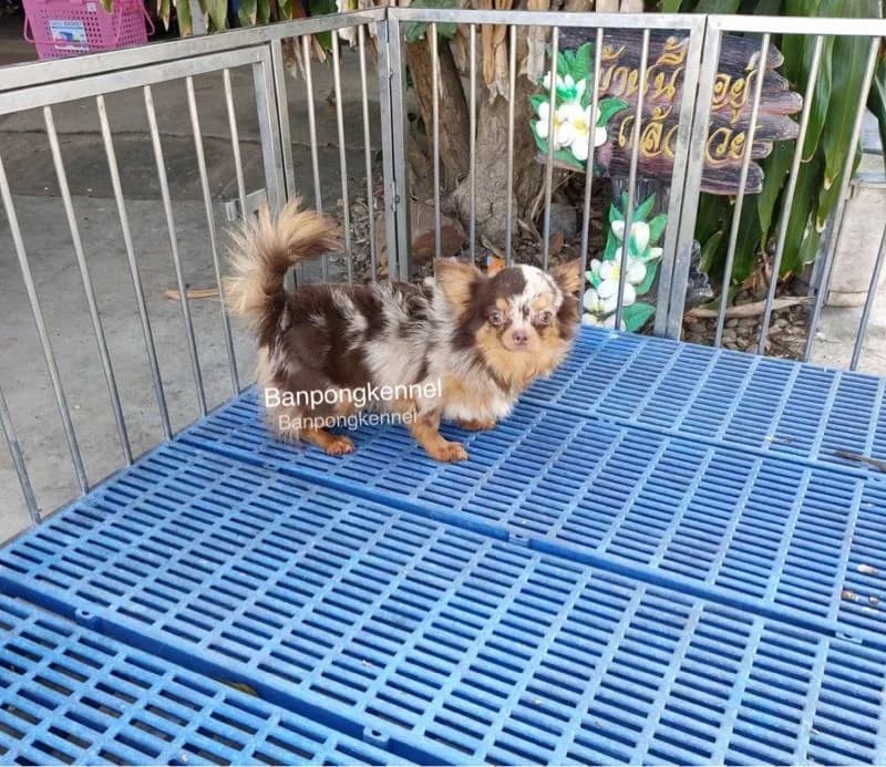 พ่อพันธุ์ชิวาวา ปอมเมอเรเนียนรับผสม