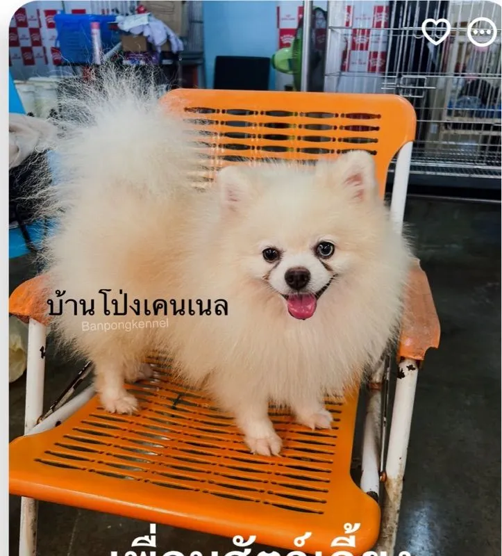 พ่อพันธุ์ชิวาวา ปอมเมอเรเนียนรับผสม