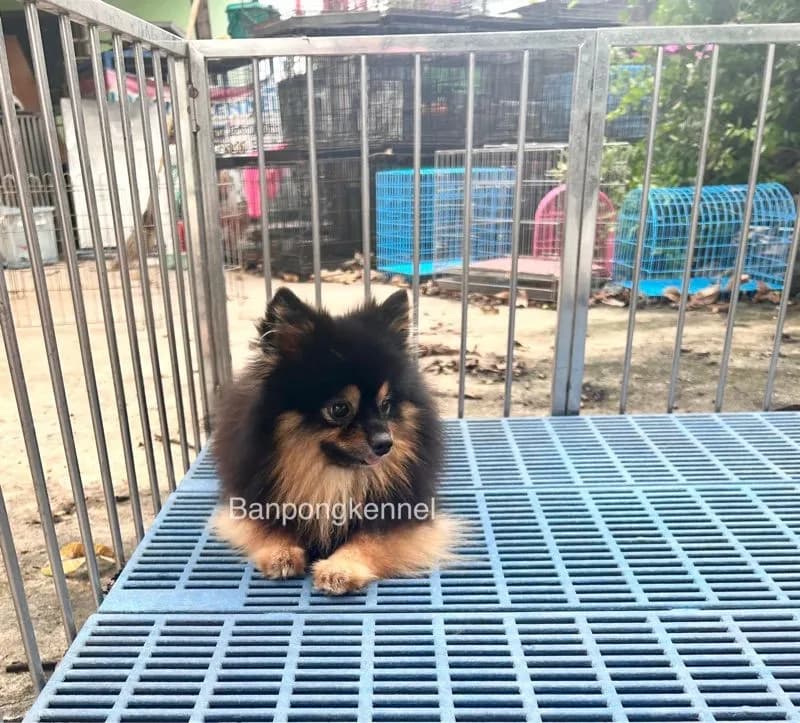 พ่อพันธุ์ชิวาวา ปอมเมอเรเนียนรับผสม