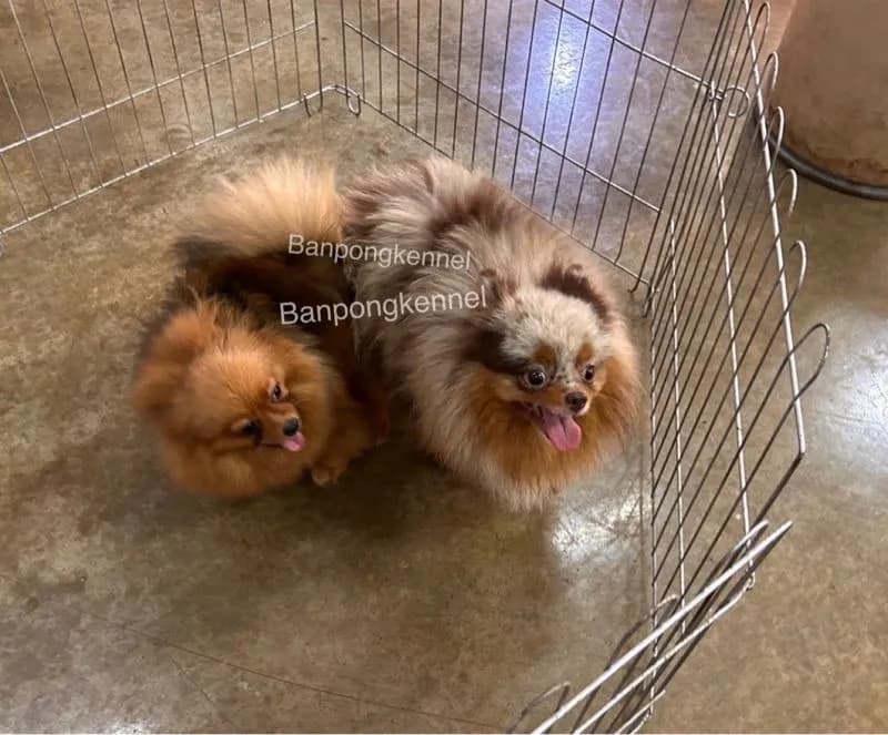 พ่อพันธุ์ชิวาวา ปอมเมอเรเนียนรับผสม