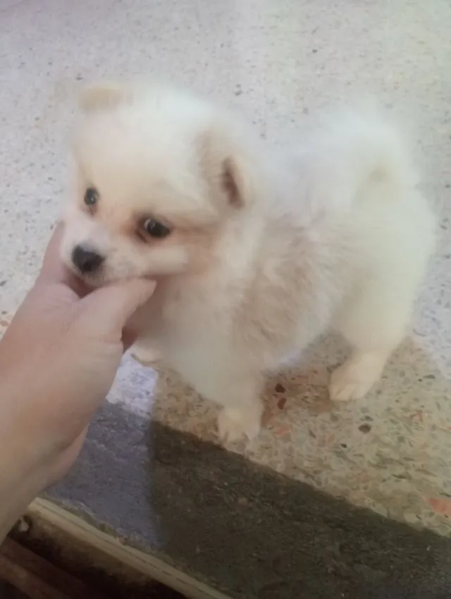 ชิสุผสม