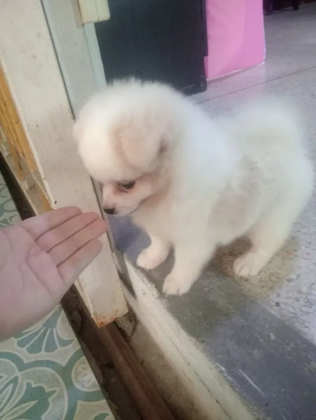 ชิสุผสม