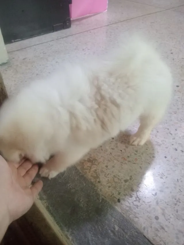 ชิสุผสม