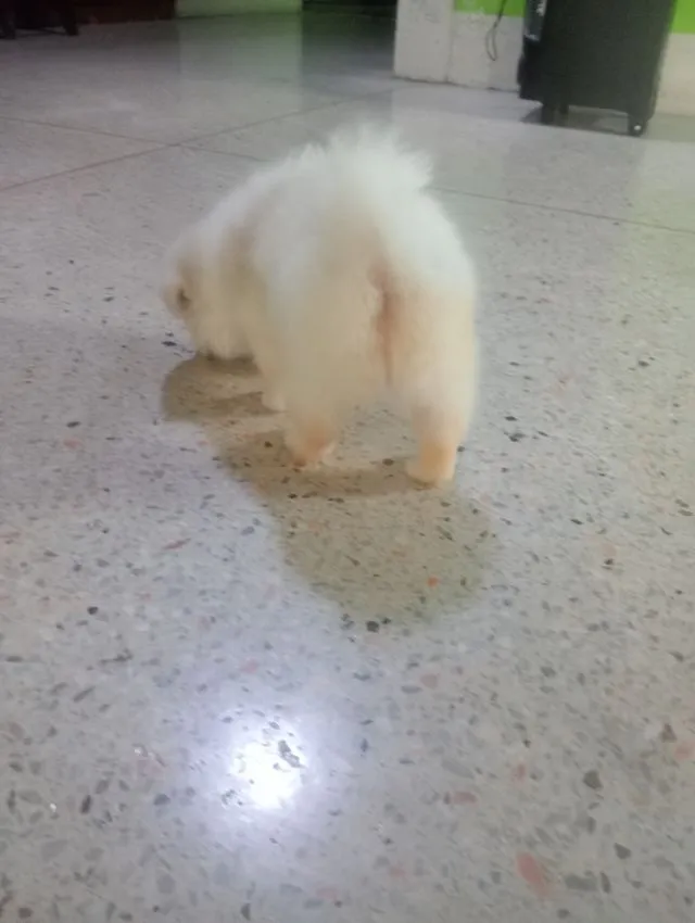 ชิสุผสม