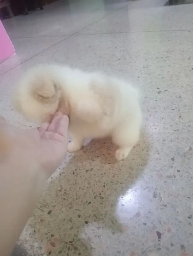 ชิสุผสม