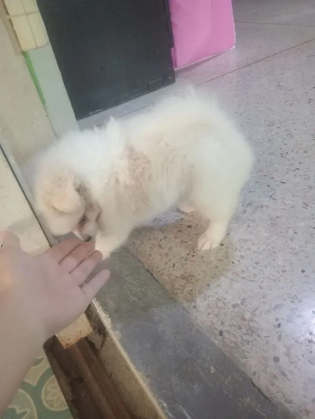 ชิสุผสม
