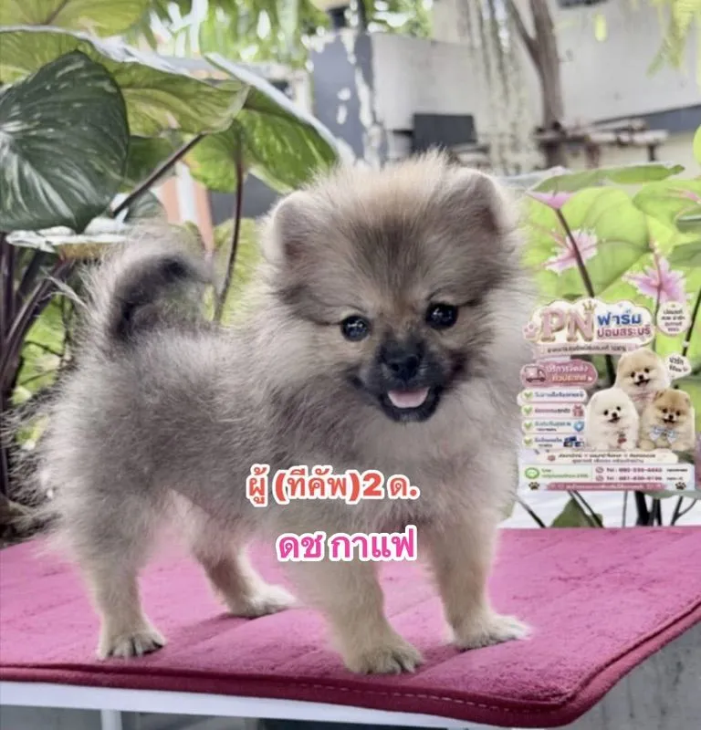 ปอมแท้สีขาวหน้าหมี