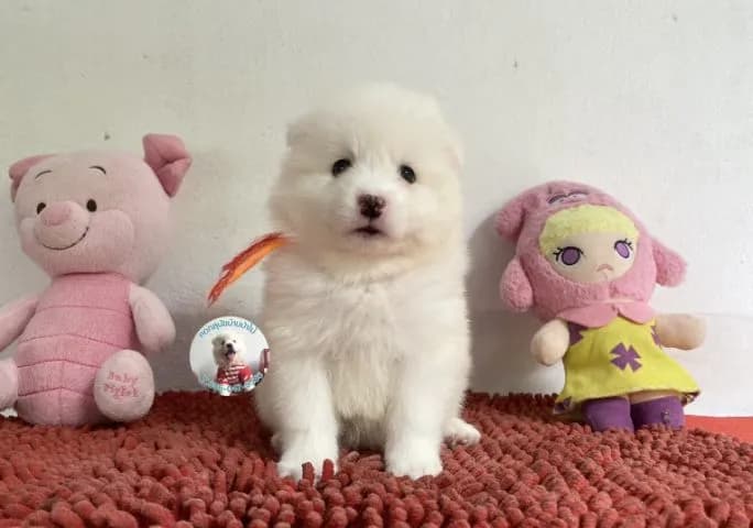 รูปสปิตซ์ตัวเมียอ้วนกลมหน้าหวาน ขี้เล่น กินเก่ง