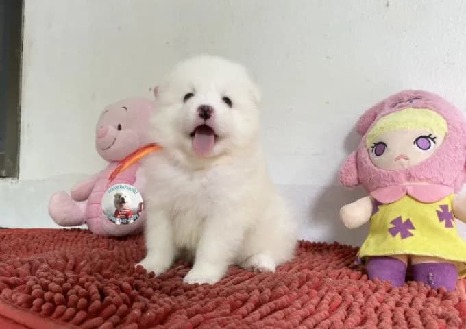 รูปสปิตซ์ตัวเมียอ้วนกลมหน้าหวาน ขี้เล่น กินเก่ง