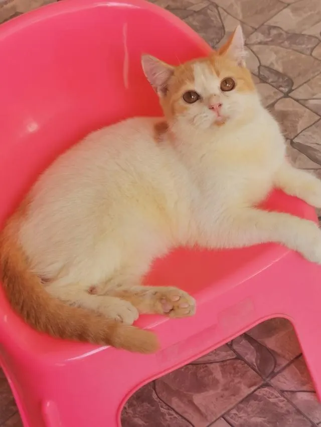 สัตว์เลี้ยงน้องแมวพันธุ์สก๊อตติช