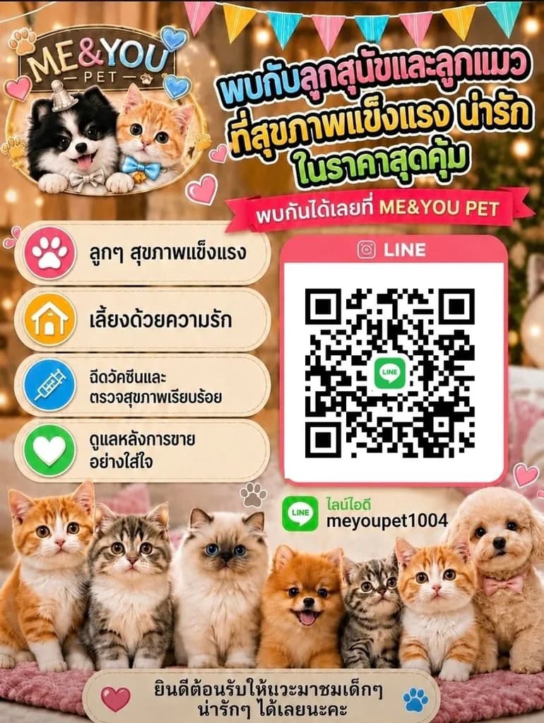 สุนัขพันธุ์ที่ฮิตมากในเกาหลี
