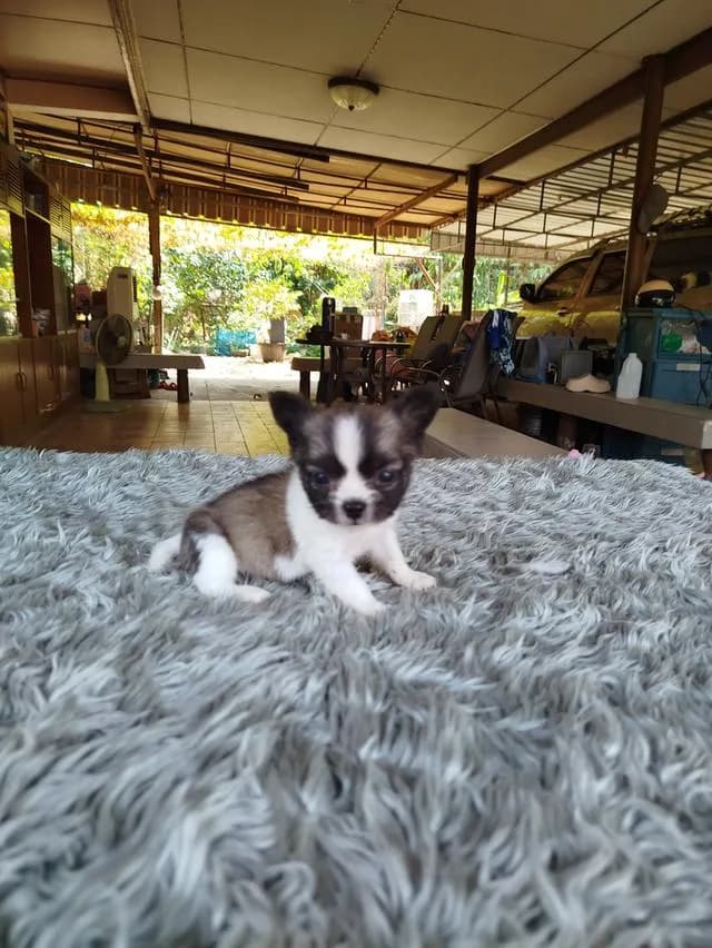 น้องเส้นใหญ่ชิวาวาเพศชายฉีดวัคซีนเข็มแรกแล้วพร้อมย้ายบ้านทันที