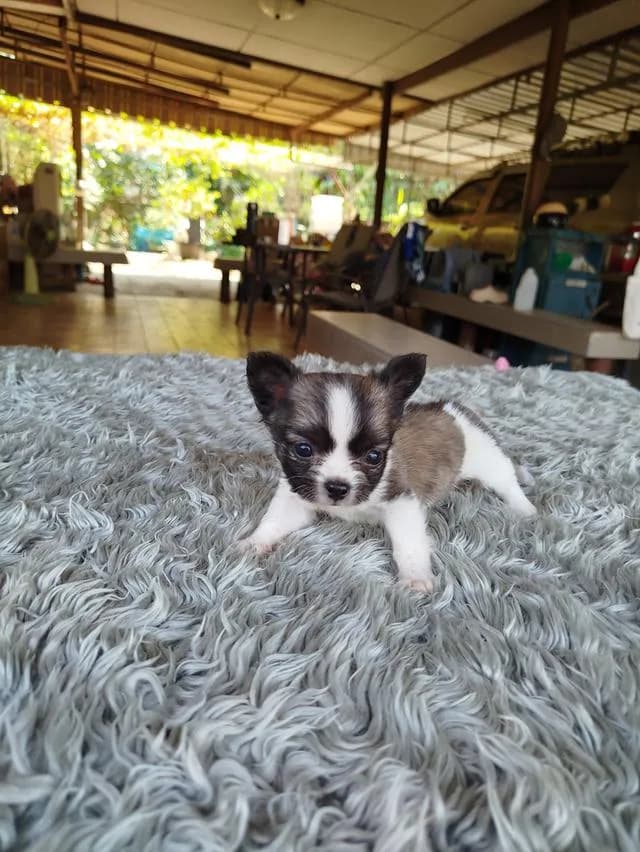 น้องเส้นใหญ่ชิวาวาเพศชายฉีดวัคซีนเข็มแรกแล้วพร้อมย้ายบ้านทันที