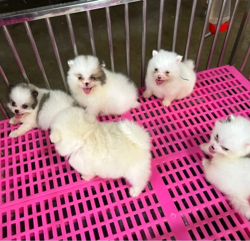 ลูกปอมเมอเรเนียนทีคัพ