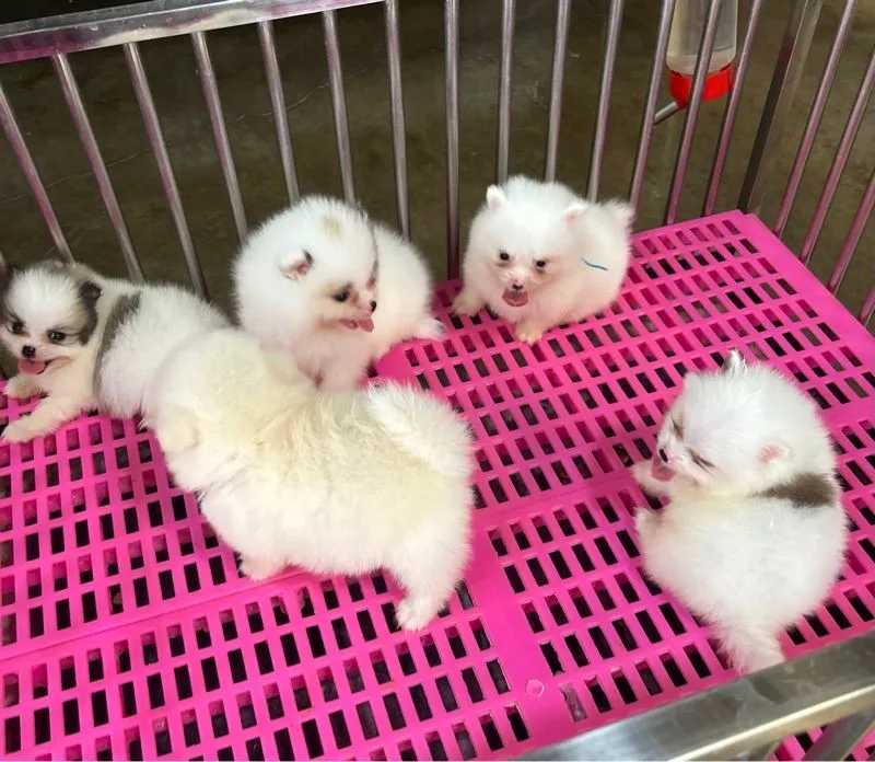 ลูกปอมเมอเรเนียนทีคัพ