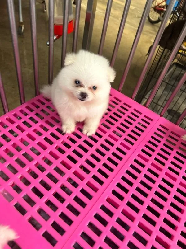 ลูกปอมเมอเรเนียนทีคัพ
