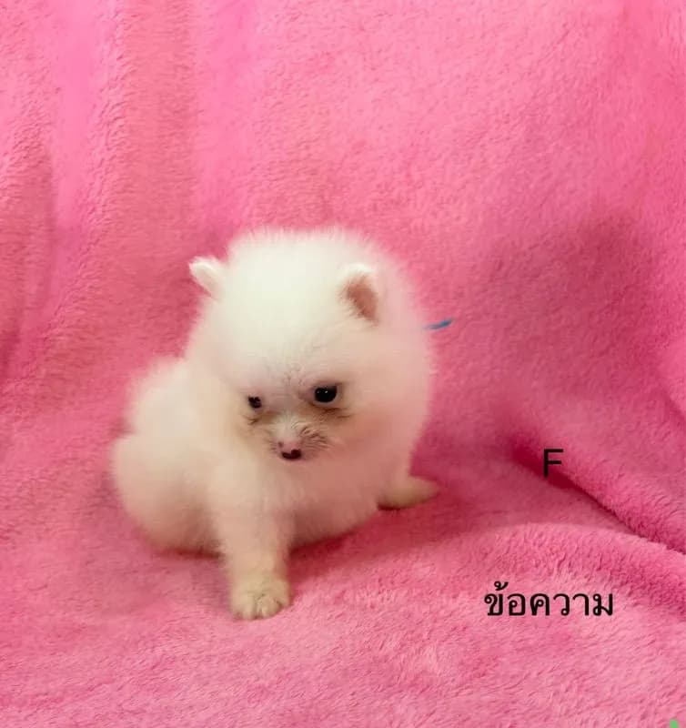 ลูกปอมเมอเรเนียนทีคัพ