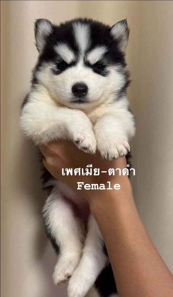 ลูกสุนัขพันธุ์ไซบีเรียนฮัสกี้