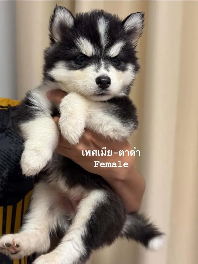 ลูกสุนัขพันธุ์ไซบีเรียนฮัสกี้