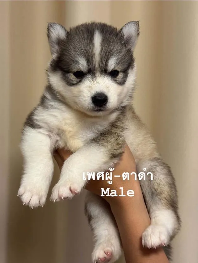 ลูกสุนัขพันธุ์ไซบีเรียนฮัสกี้