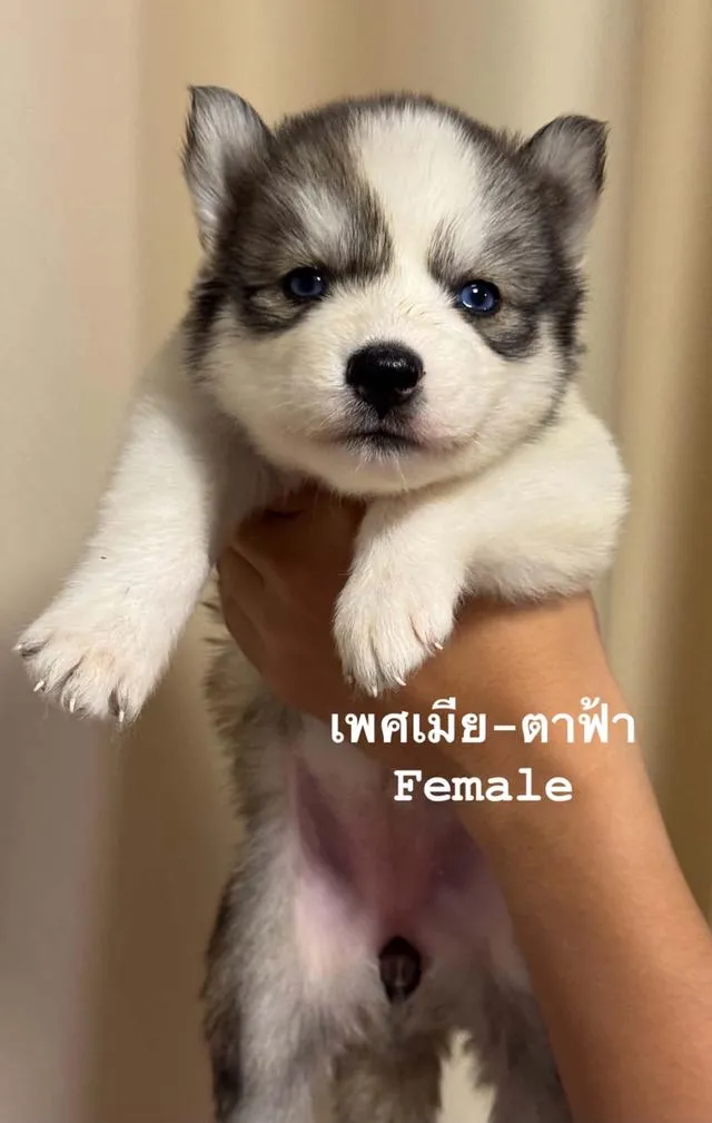 ลูกสุนัขพันธุ์ไซบีเรียนฮัสกี้