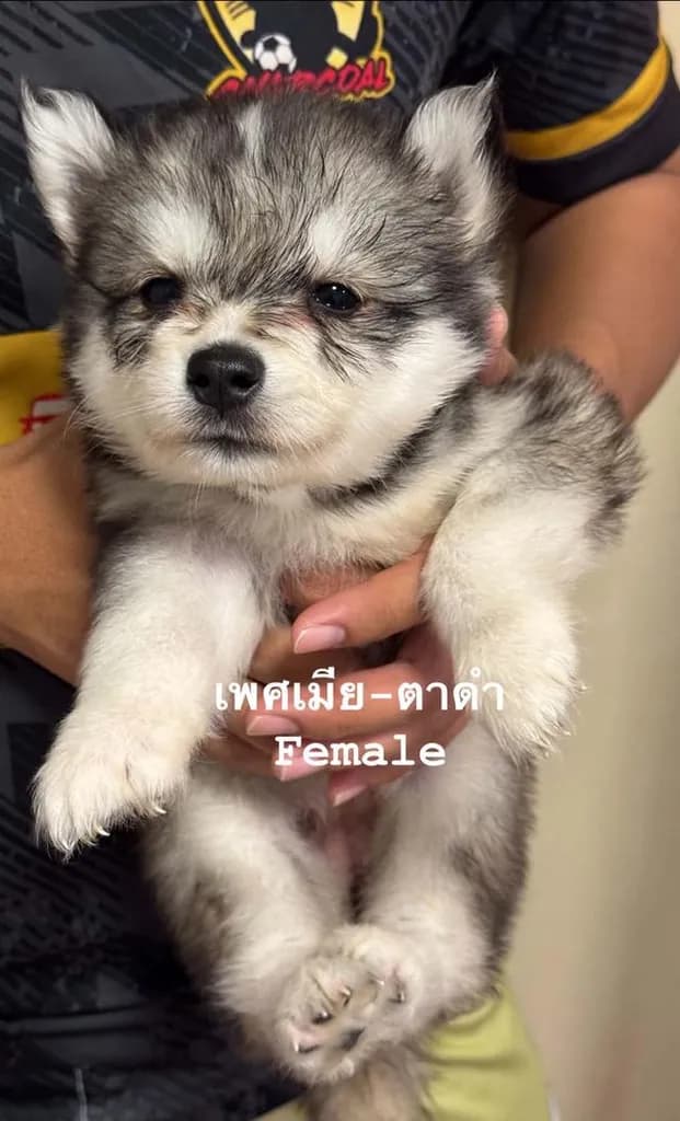 ลูกสุนัขพันธุ์ไซบีเรียนฮัสกี้