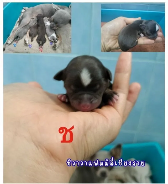 ชิวาวาไซส์เล็กสีช็อค