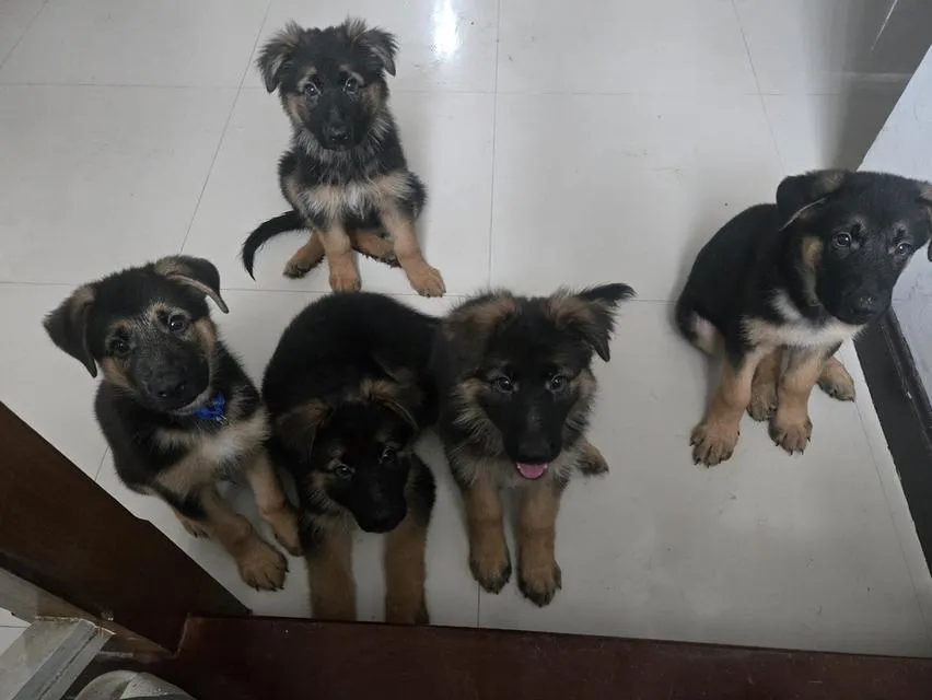 Urgent Sale German Shepherd Puppies and Parents