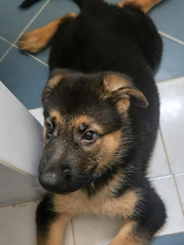 Urgent Sale German Shepherd Puppies and Parents
