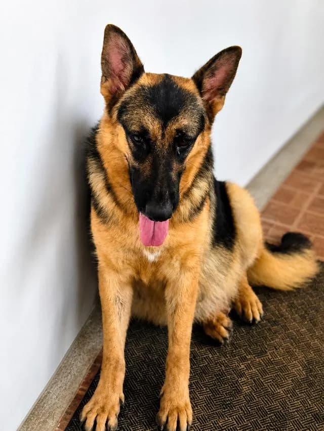 Urgent Sale German Shepherd Puppies and Parents