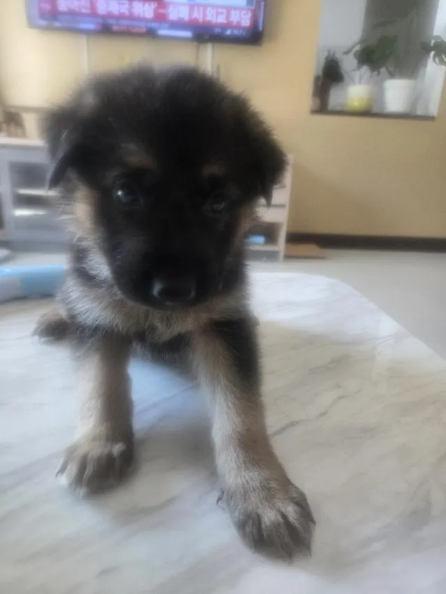 Urgent Sale German Shepherd Puppies and Parents