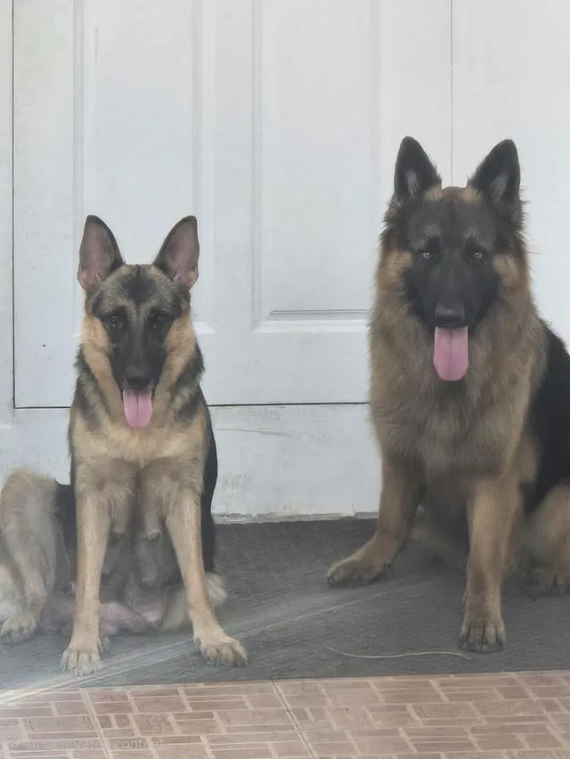 Urgent Sale German Shepherd Puppies and Parents
