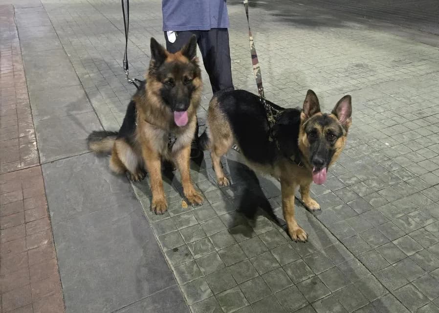 Urgent Sale German Shepherd Puppies and Parents