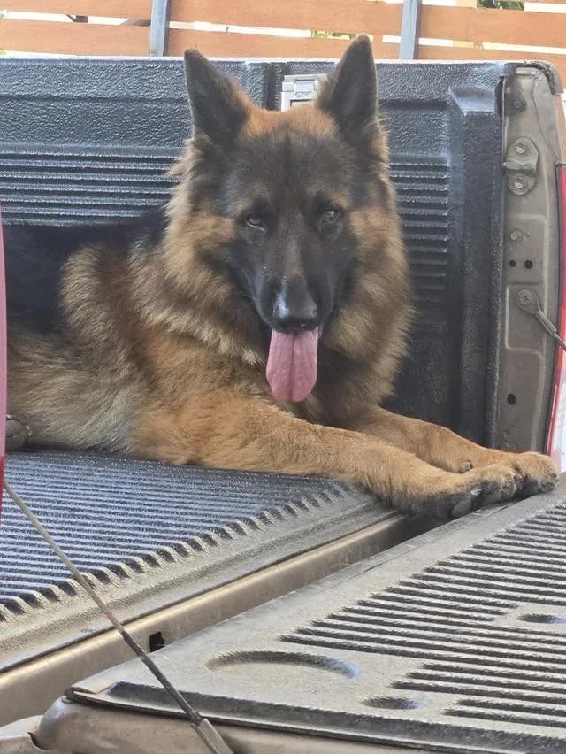 Urgent Sale German Shepherd Puppies and Parents