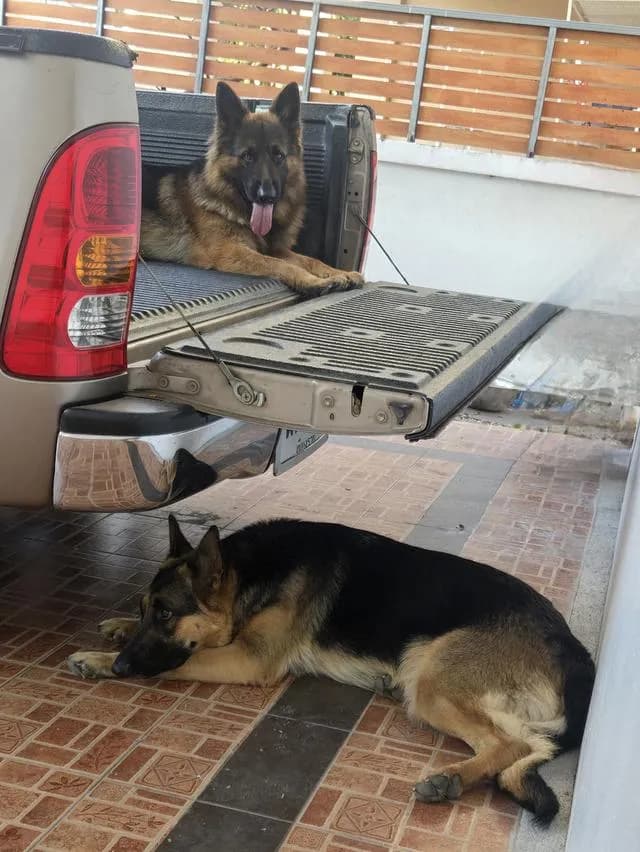 Urgent Sale German Shepherd Puppies and Parents