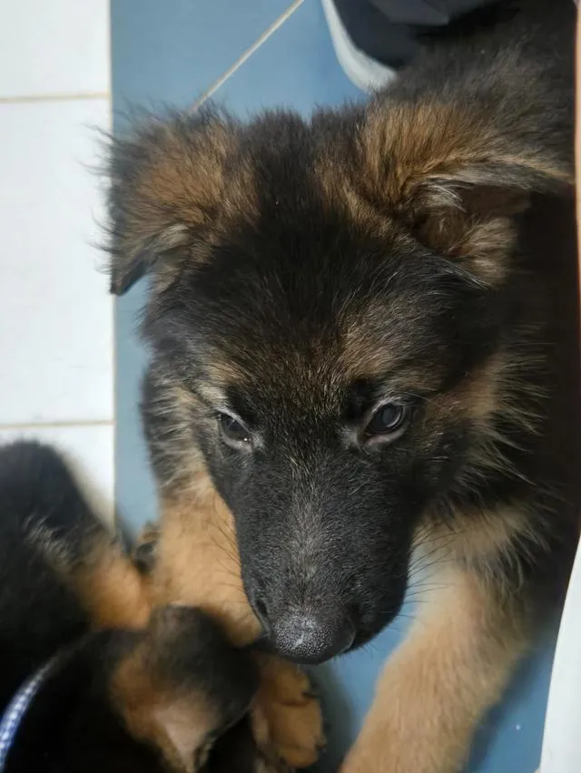 Urgent Sale German Shepherd Puppies and Parents