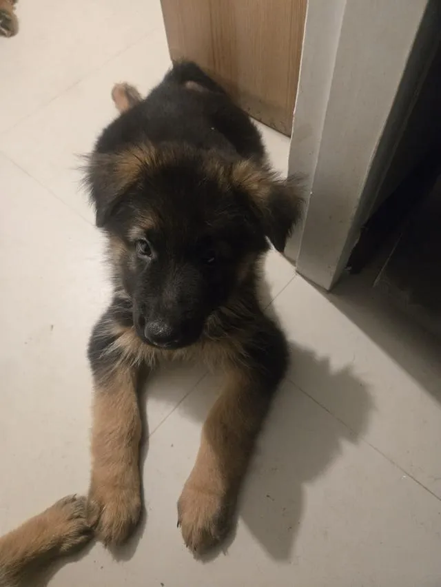 Urgent Sale German Shepherd Puppies and Parents