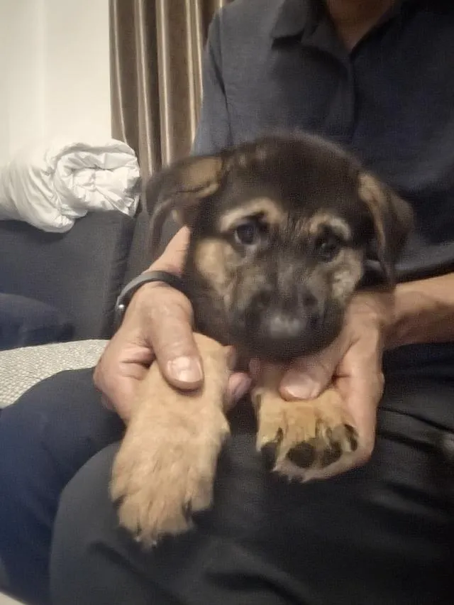 Urgent Sale German Shepherd Puppies and Parents