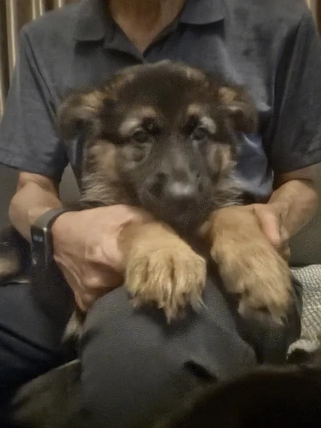 Urgent Sale German Shepherd Puppies and Parents