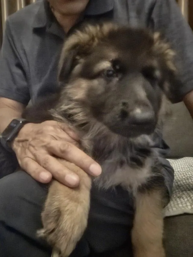 Urgent Sale German Shepherd Puppies and Parents